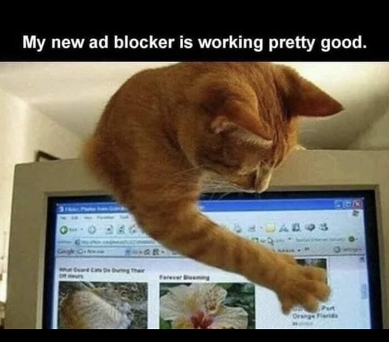 My new ad blocker is working pretty good. 10 Gogle C What Guard Cat De During Their DABOS g Part Orange Florids $188