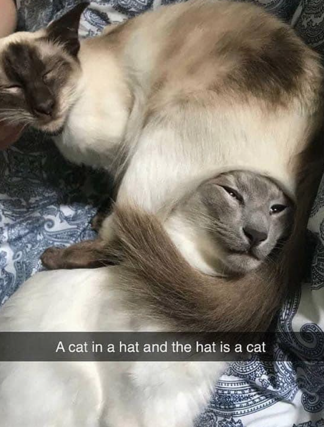 A cat in a hat and the hat is a cat