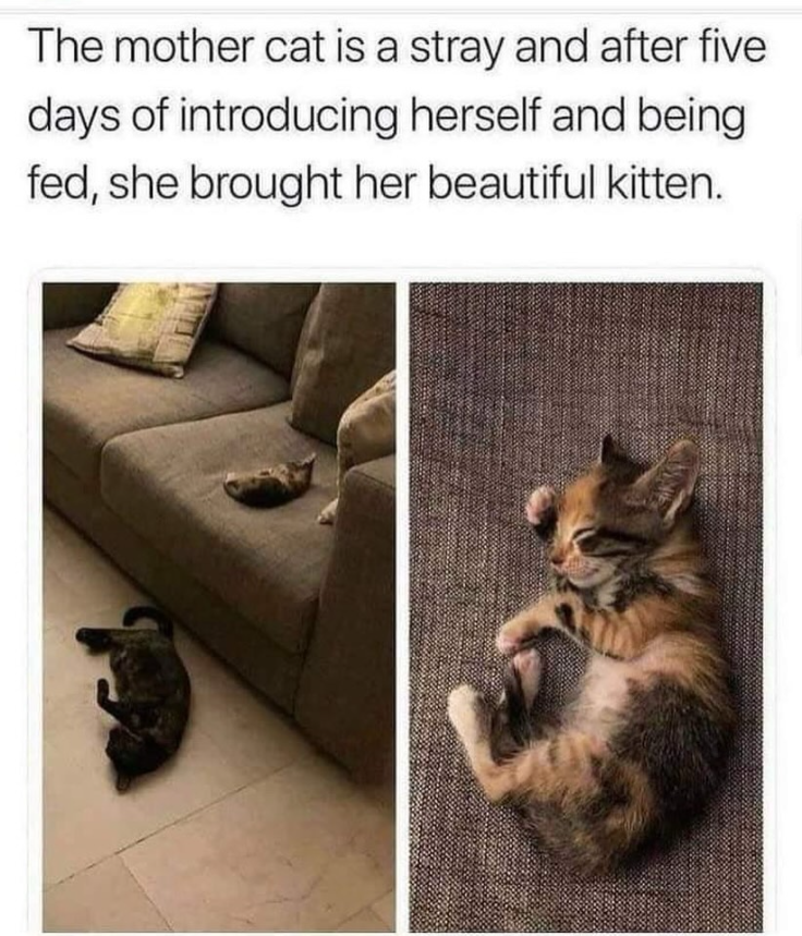 The mother cat is a stray and after five days of introducing herself and being fed, she brought her beautiful kitten.