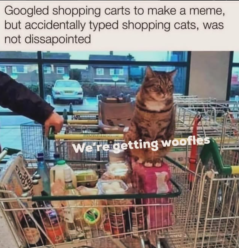22014 RN Googled shopping carts to make a meme, but accidentally typed shopping cats, was not dissapointed We're getting woofles