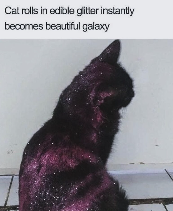 Cat rolls in edible glitter instantly becomes beautiful galaxy