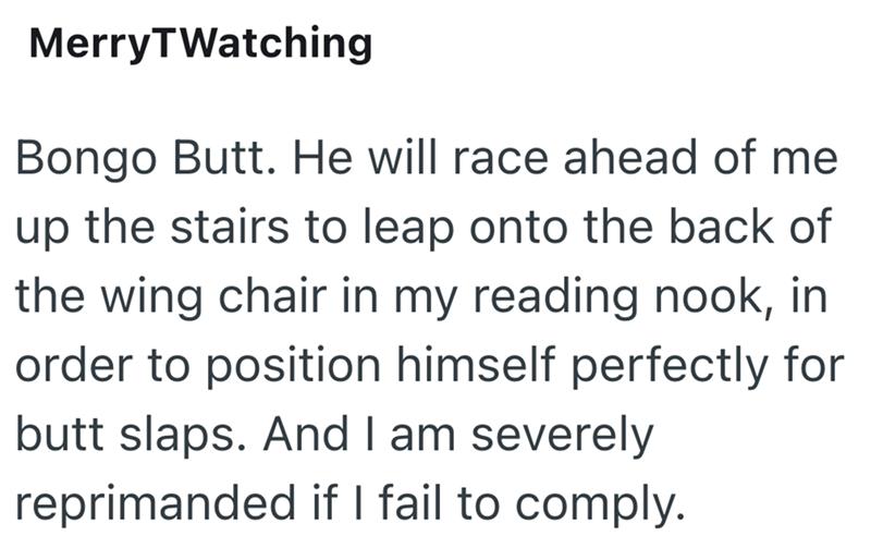MerryTWatching Bongo Butt. He will race ahead of me up the stairs to leap onto the back of the wing chair in my reading nook, in order to position himself perfectly for butt slaps. And I am severely reprimanded if I fail to comply.