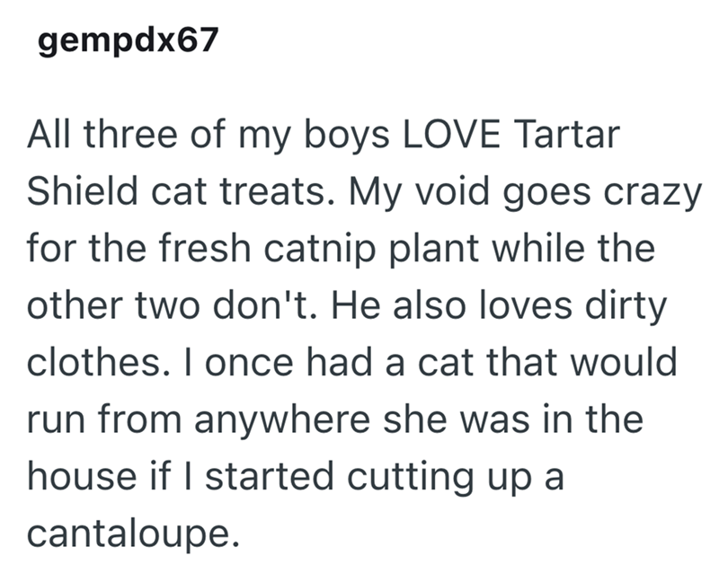 gempdx67 All three of my boys LOVE Tartar Shield cat treats. My void goes crazy for the fresh catnip plant while the other two don't. He also loves dirty clothes. I once had a cat that would run from anywhere she was in the house if I started cutting up a cantaloupe.