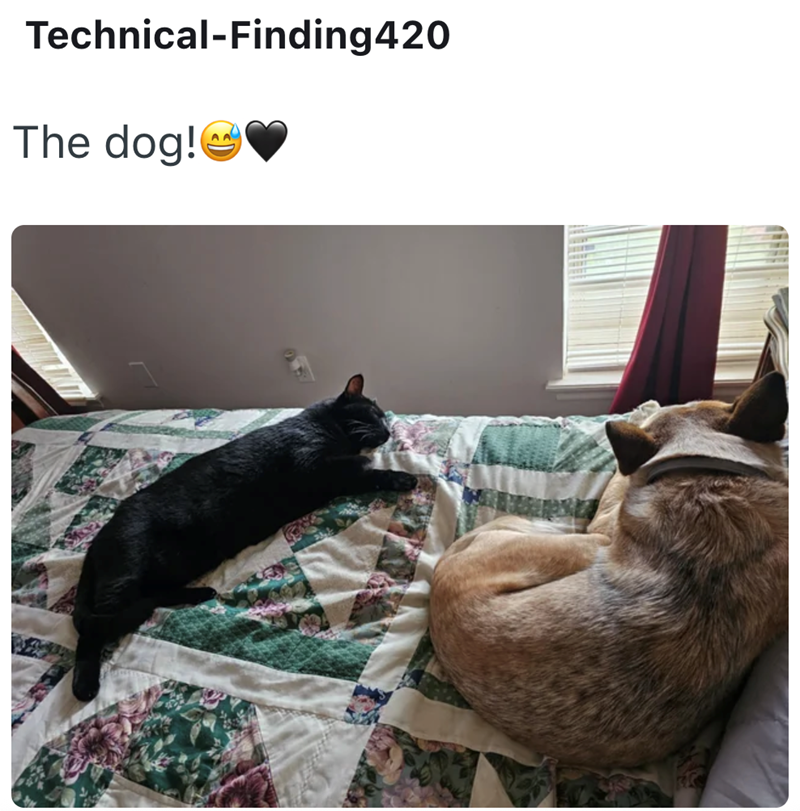 Technical-Finding420 The dog!