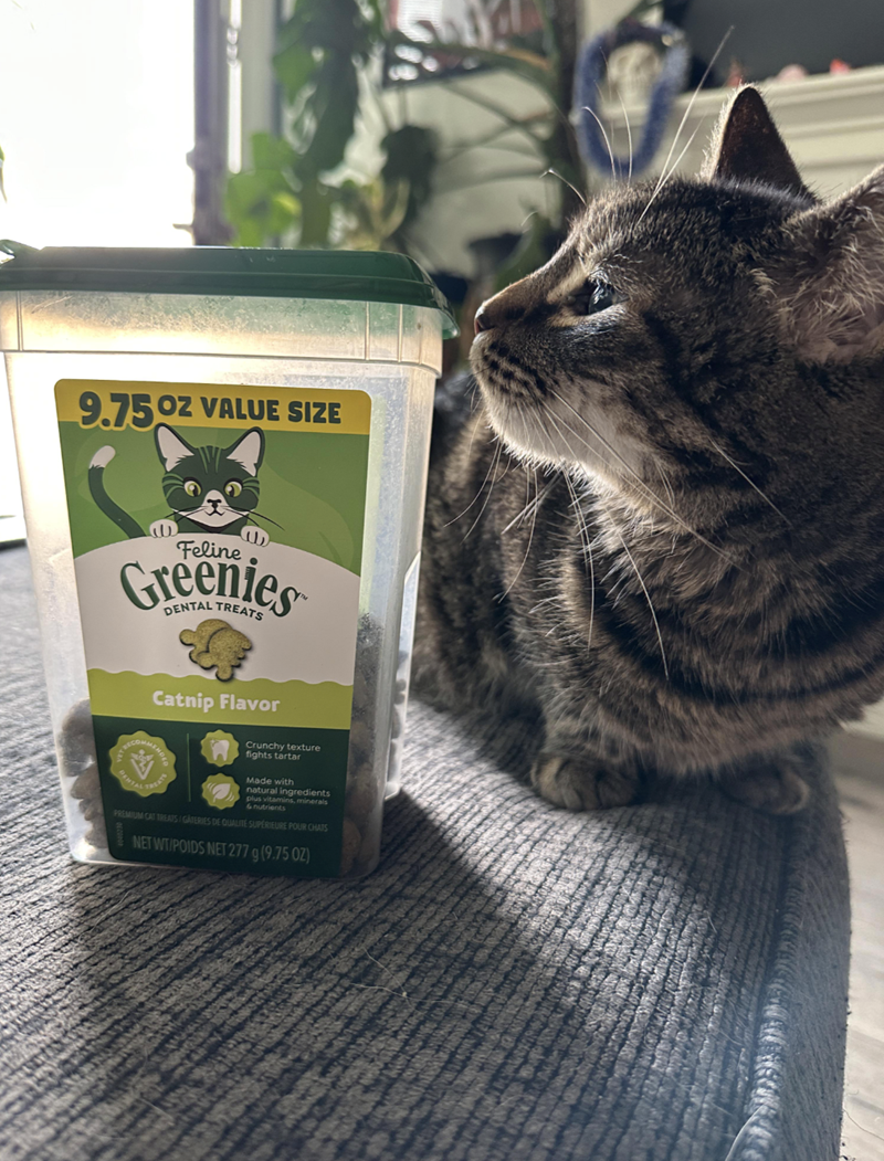 9.750Z VALUE SIZE Feline Greenies DENTAL TREATS Catnip Flavor Crunchy texture fights tartar Made with bus wit bents & nutrients , minerals PREMIUM CAT TREATS/GATERIES DE QUALITÉ SUPÉRIEURE POUR CHATS NET WT/POIDS NET 277 g (9.75 OZ)