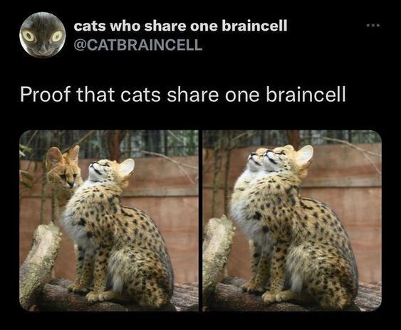 cats who share one braincell @CATBRAINCELL Proof that cats share one braincell