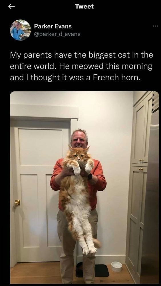 Tweet Parker Evans @parker_d_evans My parents have the biggest cat in the entire world. He meowed this morning and I thought it was a French horn.