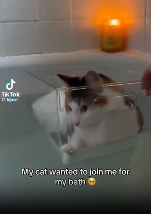 Ժ TikTok @hest My cat wanted to join me for my bath