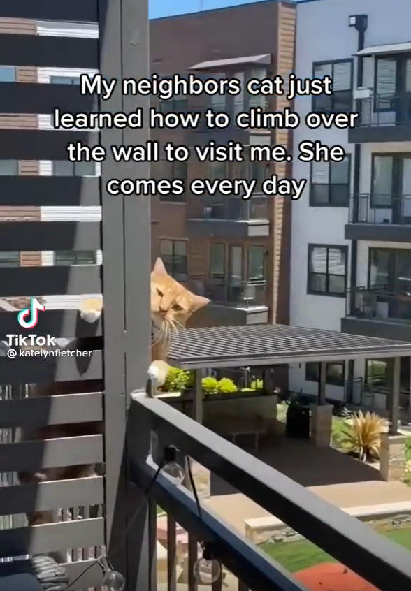 My neighbors cat just learned how to climb over the wall to visit me. She comes every day JikTok @katelynfletcher