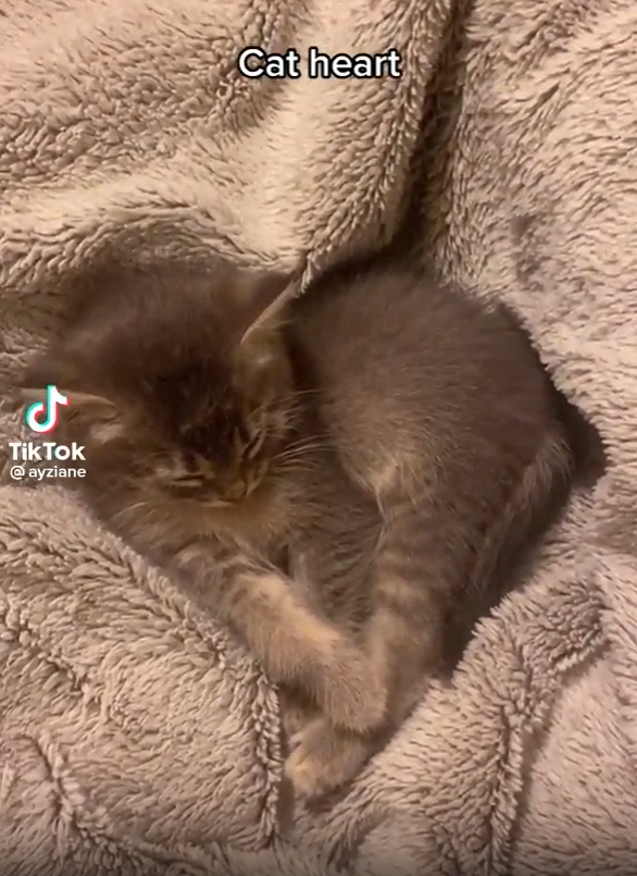 ل Tik Tok @ayziane Cat heart