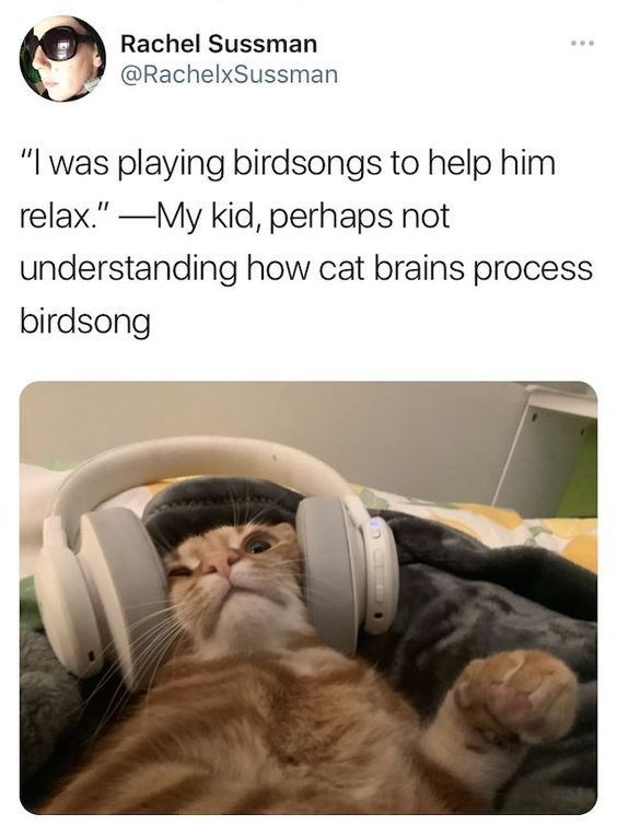 Rachel Sussman @RachelxSussman "I was playing birdsongs to help him My kid, perhaps not relax." understanding how cat brains process birdsong