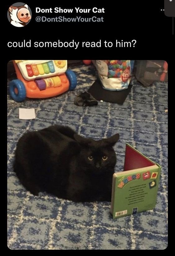 Dont Show Your Cat @DontShowYourCat could somebody read to him? Firs ORD
