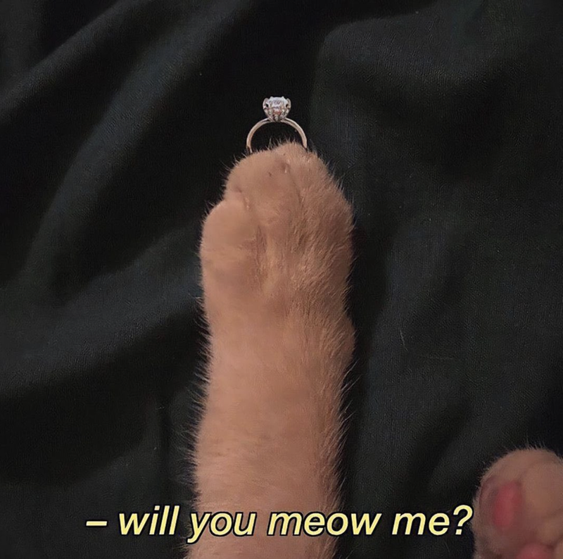 - will you meow me?