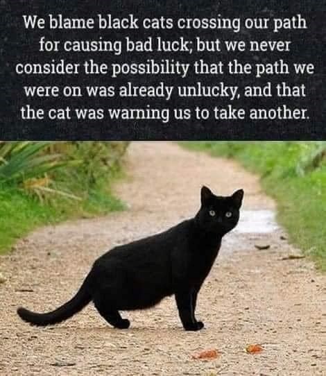 We blame black cats crossing our path for causing bad luck; but we never consider the possibility that the path we were on was already unlucky, and that the cat was warning us to take another.