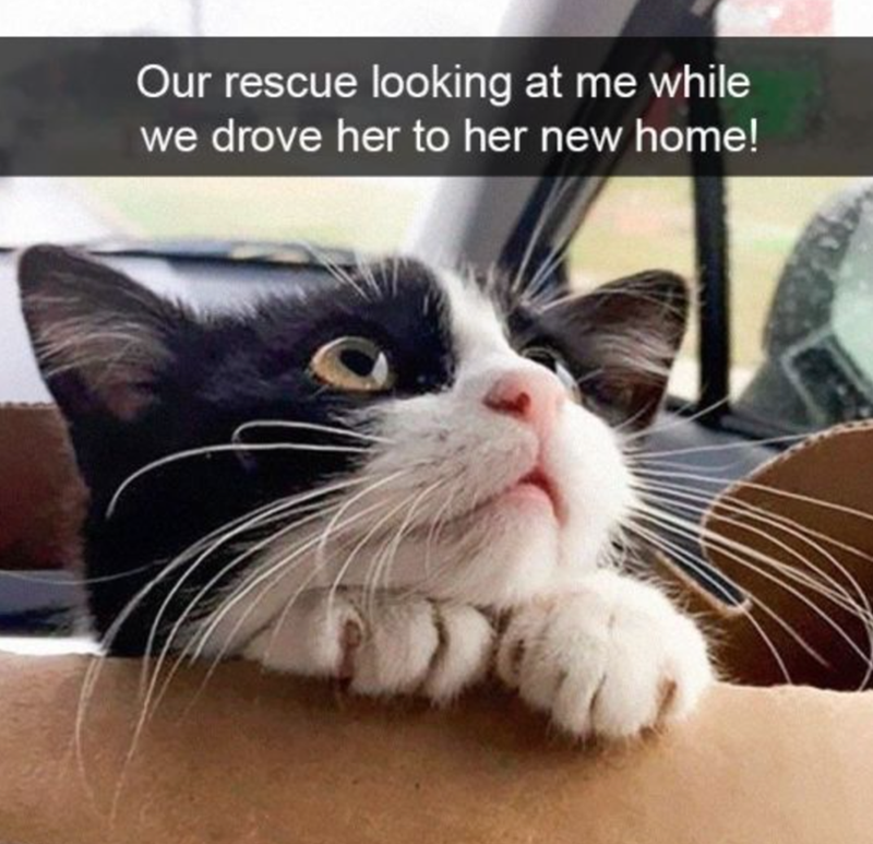 Our rescue looking at me while we drove her to her new home!
