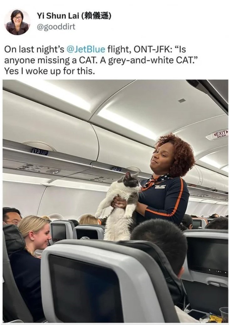 Yi Shun Lai (賴儀遜) @gooddirt On last night's @JetBlue flight, ONT-JFK: "Is anyone missing a CAT. A grey-and-white CAT." Yes I woke up for this. 13 412 EXIT SALIDA