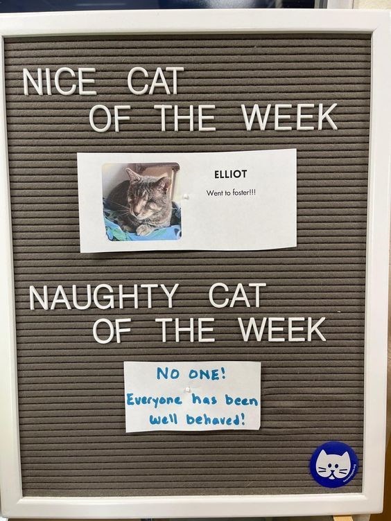 NICE CAT OF THE WEEK ELLIOT Went to foster!!! NAUGHTY CAT OF THE WEEK NO ONE! Everyone has been well behaved!