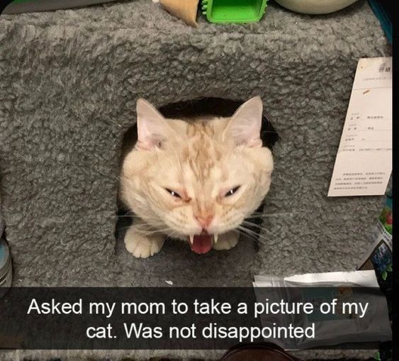 Asked my mom to take a picture of my cat. Was not disappointed M