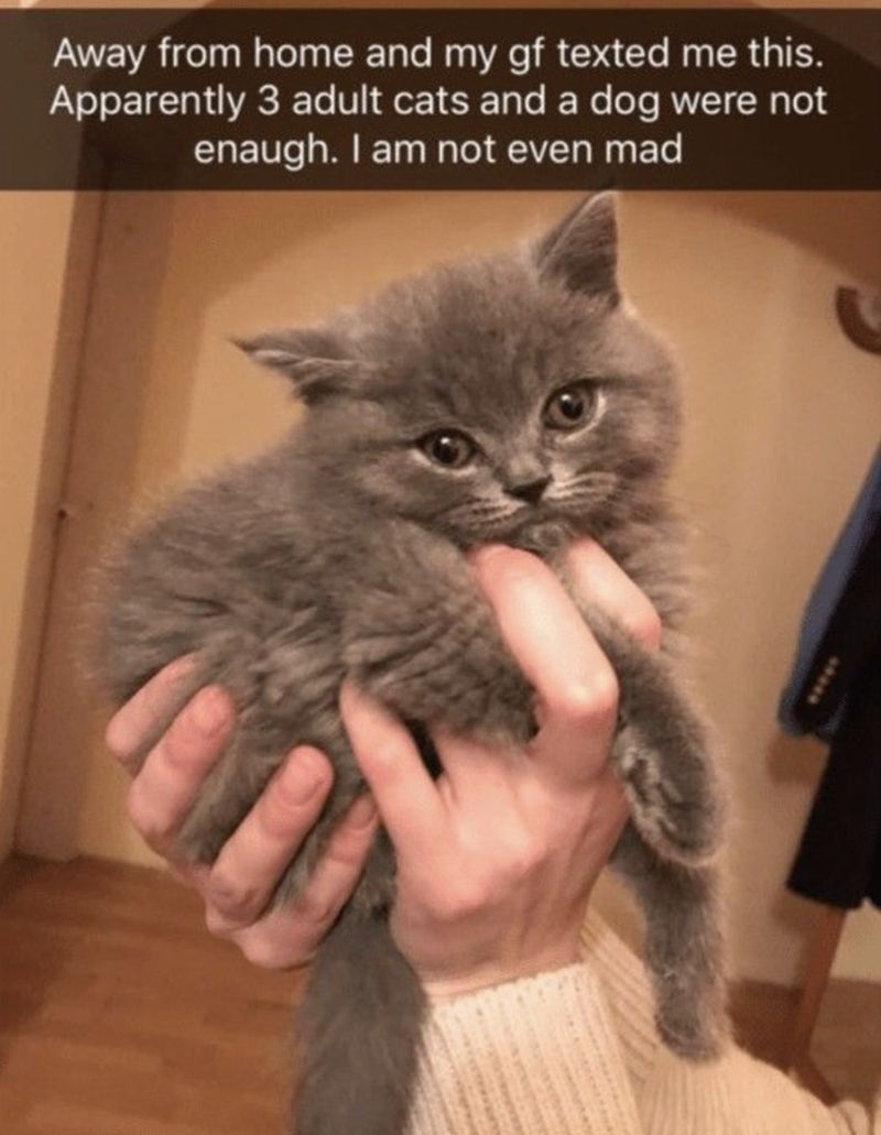 Away from home and my gf texted me this. Apparently 3 adult cats and a dog were not enaugh. I am not even mad 63240