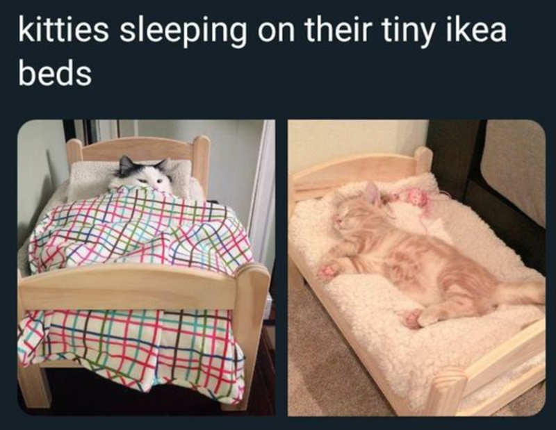 kitties sleeping on their tiny ikea beds