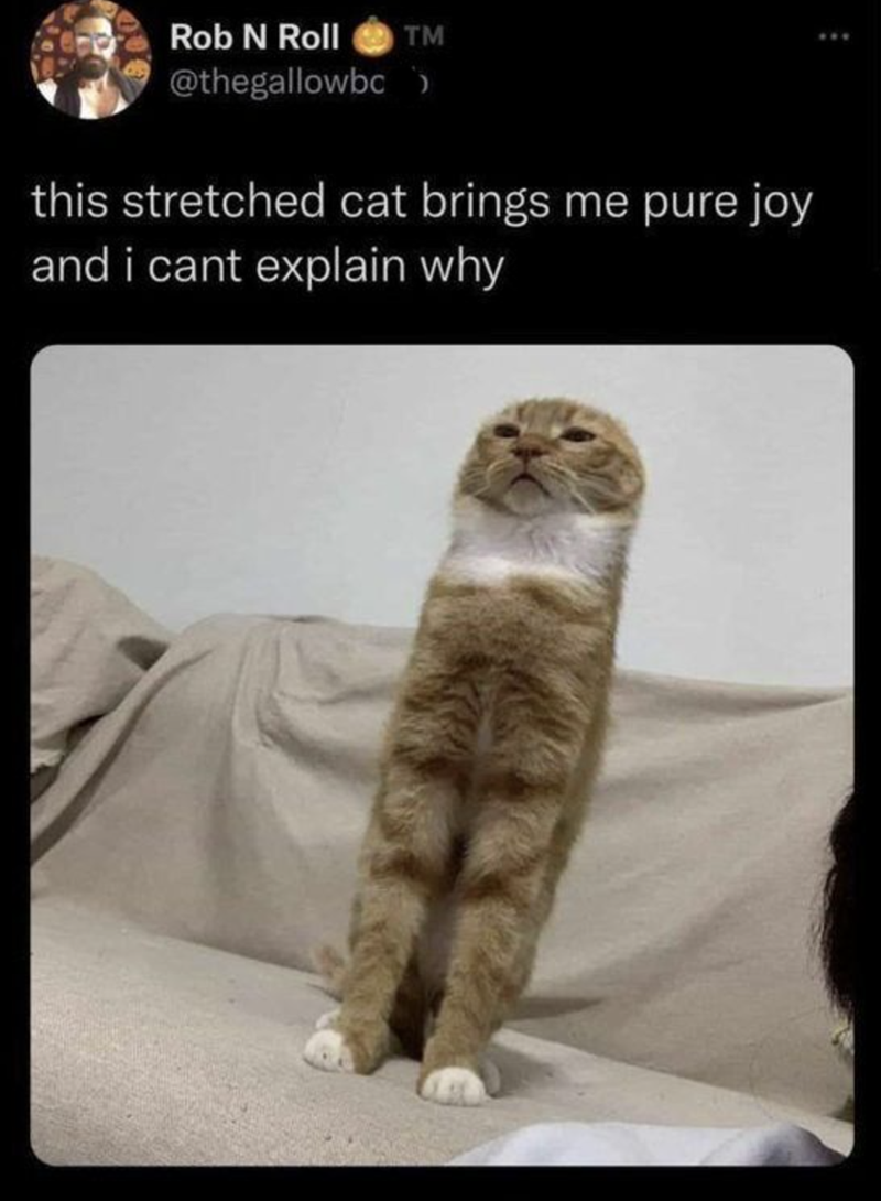 Rob N Roll TM @thegallowbc this stretched cat brings me pure joy and i cant explain why