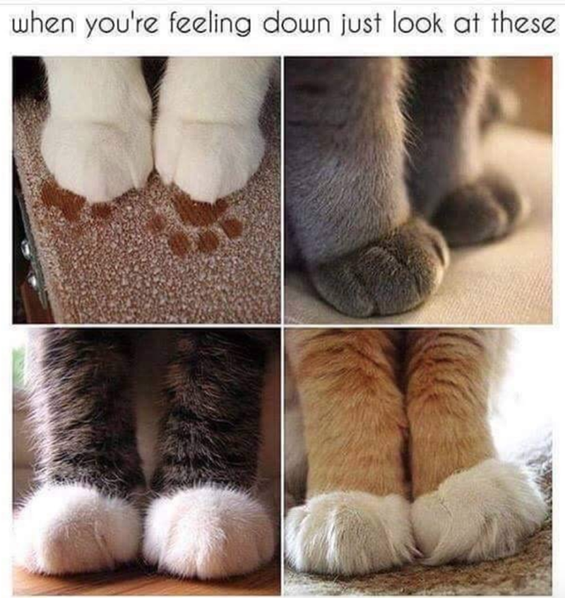 when you're feeling down just look at these