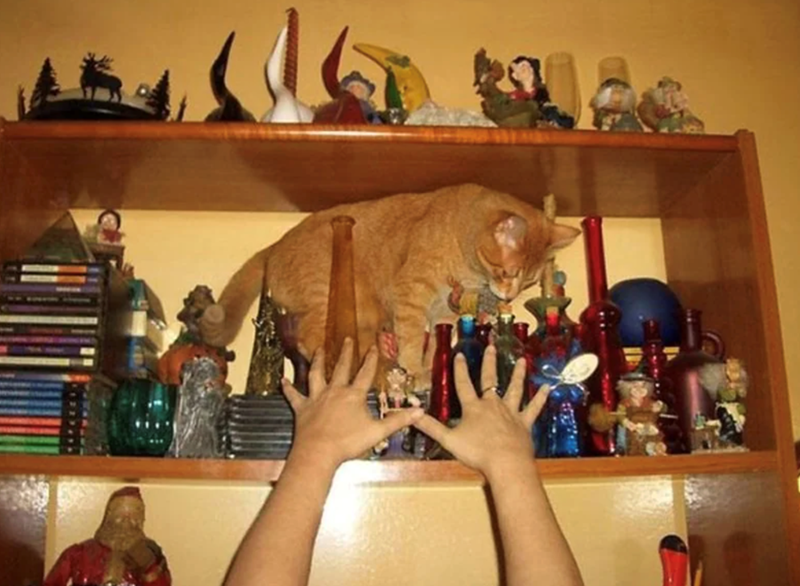 Cheezburger Image 10653689600