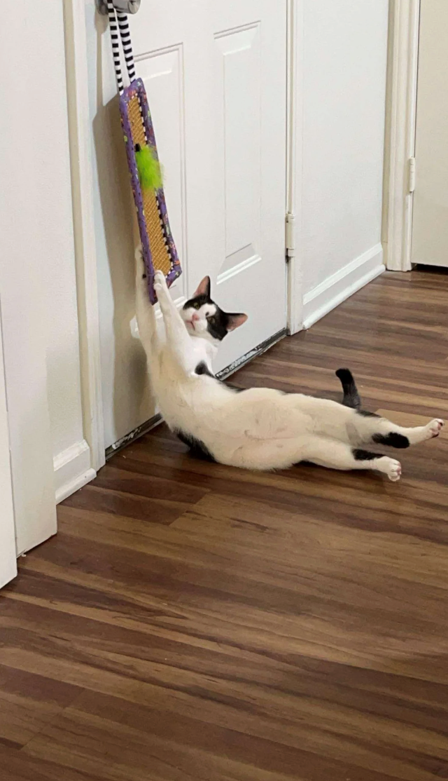 Cheezburger Image 10653689856