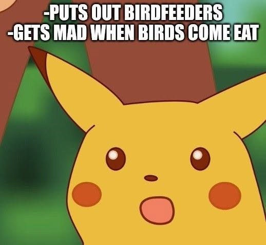 -PUTS OUT BIRDFEEDERS -GETS MAD WHEN BIRDS COME EAT