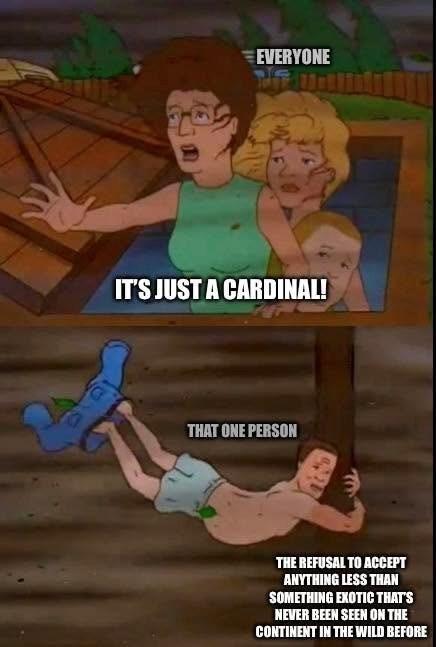 EVERYONE IT'S JUST A CARDINAL! THAT ONE PERSON THE REFUSAL TO ACCEPT ANYTHING LESS THAN SOMETHING EXOTIC THAT'S NEVER BEEN SEEN ON THE CONTINENT IN THE WILD BEFORE