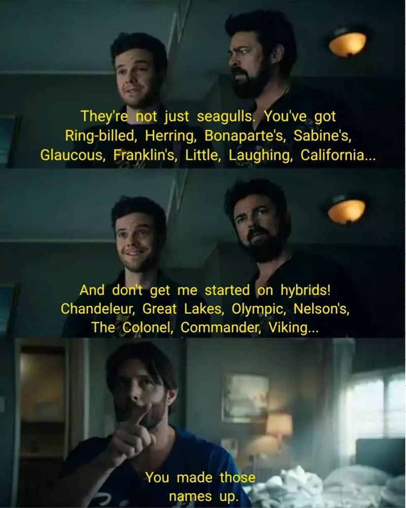They're not just seagulls. You've got Ring-billed, Herring, Bonaparte's, Sabine's, Glaucous, Franklin's, Little, Laughing, California... And don't get me started on hybrids! Chandeleur, Great Lakes, Olympic, Nelson's, The Colonel, Commander, Viking... You made those names up.