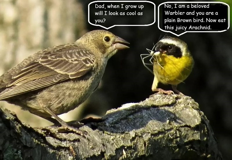 Dad, when I grow up will I look as cool as you? No, I am a beloved Warbler and you are a plain Brown bird. Now eat this juicy Arachnid.