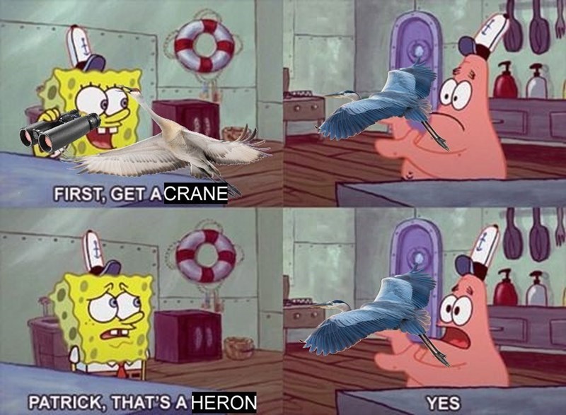 FIRST, GET A CRANE PATRICK, THAT'S A HERON YES
