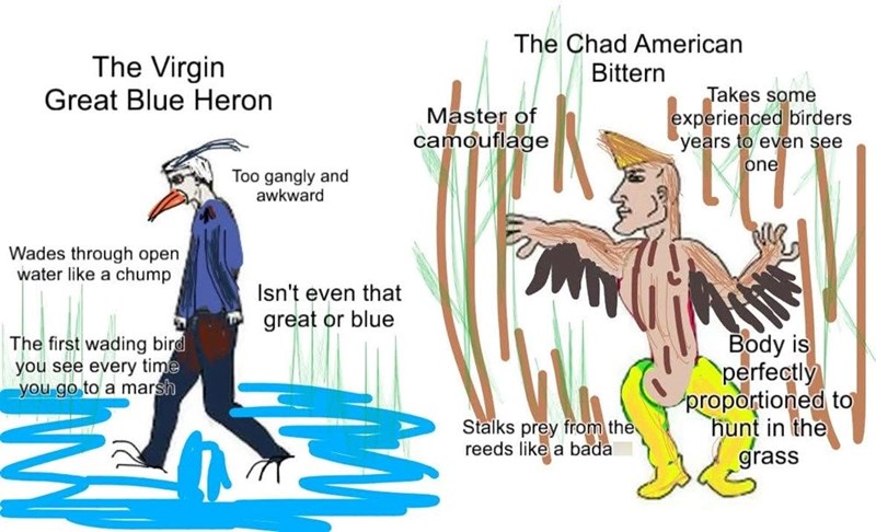 The Virgin Great Blue Heron Too gangly and awkward Wades through open water like a chump The first wading bird you see every time you go to a marsh Isn't even that great or blue The Chad American Master of camouflage Bittern Takes some experienced birders years to even see one Stalks prey from the reeds like a bada Body is perfectly proportioned to hunt in the grass