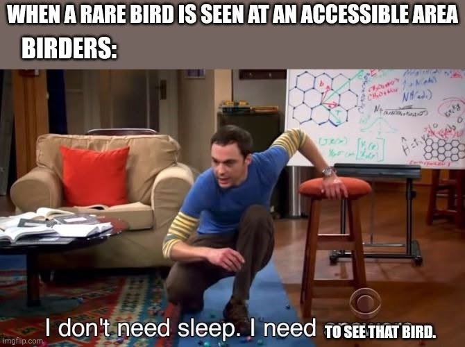 WHEN A RARE BIRD IS SEEN AT AN ACCESSIBLE AREA BIRDERS: NHd.) N+ (Jes) imgflip.com I don't need sleep. I need TO SEE THAT BIRD.