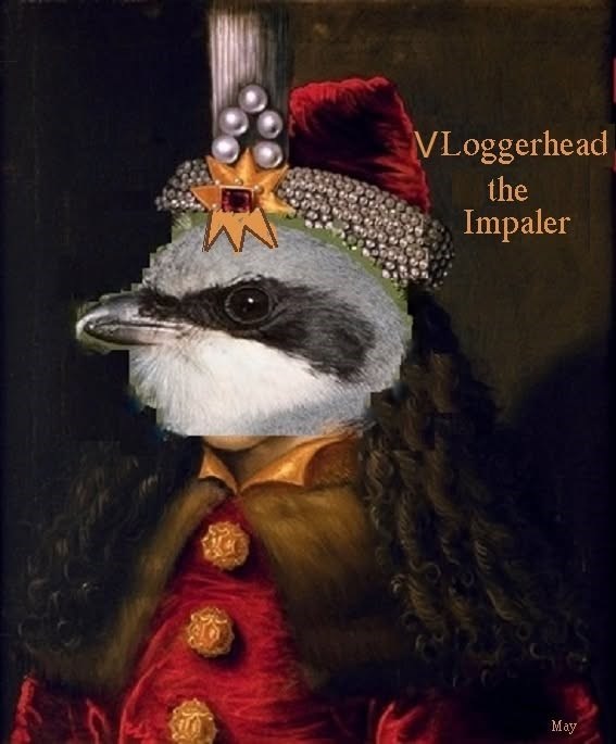 VLoggerhead the Impaler May