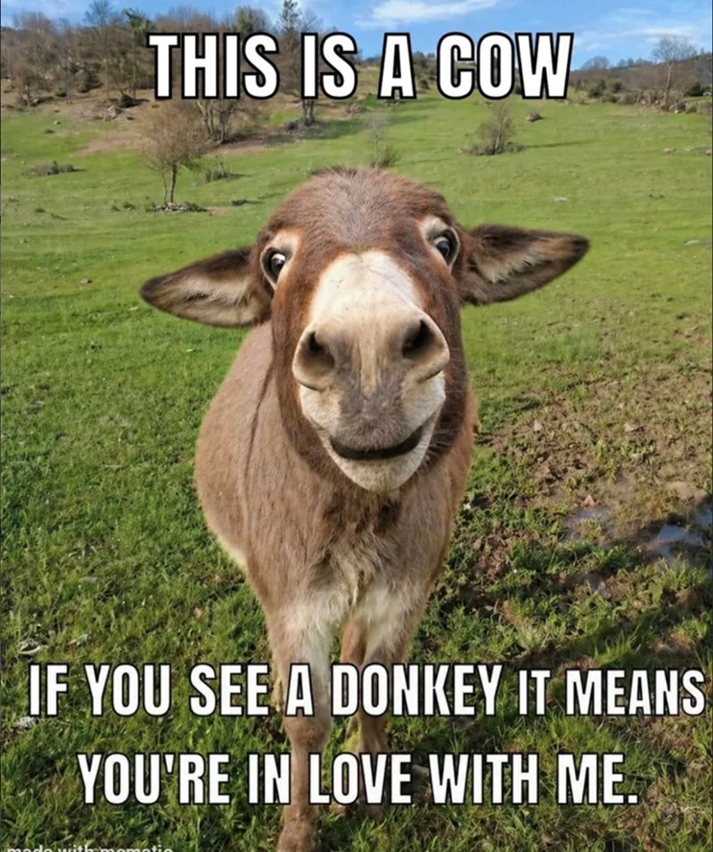 THIS IS A COW IF YOU SEE A DONKEY IT MEANS YOU'RE IN LOVE WITH ME.