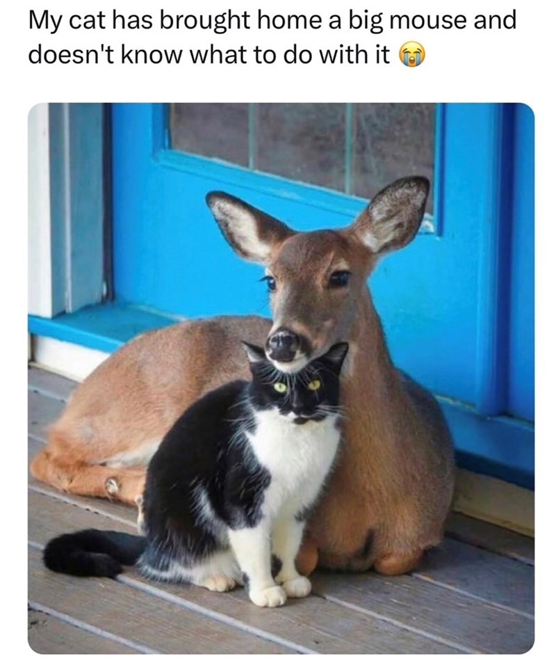 My cat has brought home a big mouse and doesn't know what to do with it