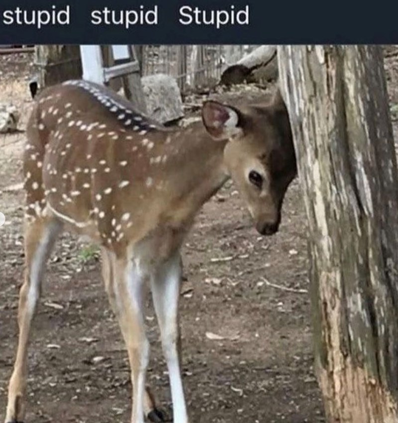 stupid stupid Stupid