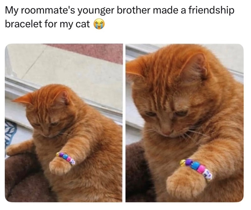 My roommate's younger brother made a friendship bracelet for my cat