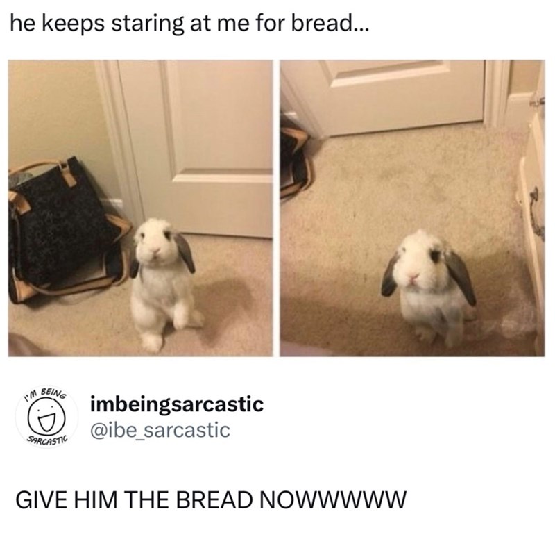 he keeps staring at me for bread... I'M BEING SARCASTIC imbeingsarcastic @ibe_sarcastic GIVE HIM THE BREAD NOWWWWW