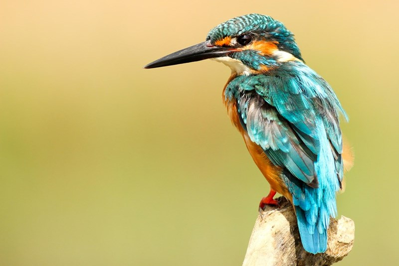 A colorful bird.