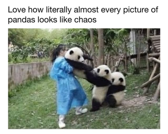 Love how literally almost every picture of pandas looks like chaos