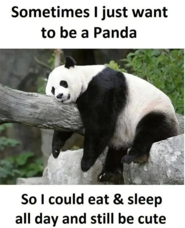 Sometimes I just want to be a Panda So I could eat & sleep all day and still be cute