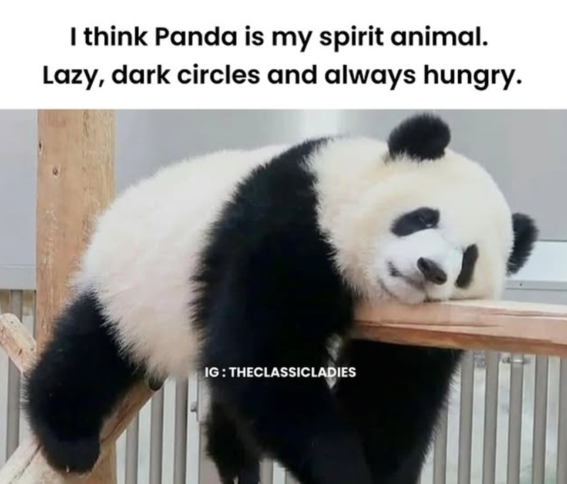 I think Panda is my spirit animal. Lazy, dark circles and always hungry. IG: THECLASSICLADIES