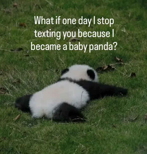 What if one day I stop texting you because | became a baby panda?