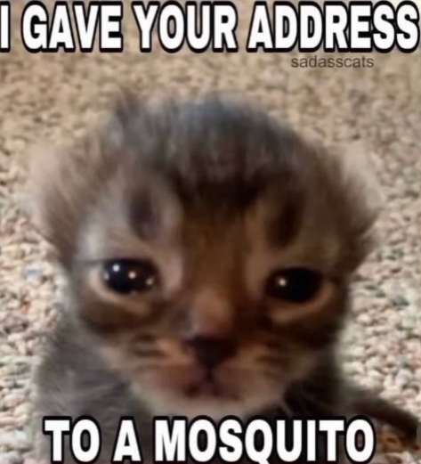 I GAVE YOUR ADDRESS sadasscats TO A MOSQUITO