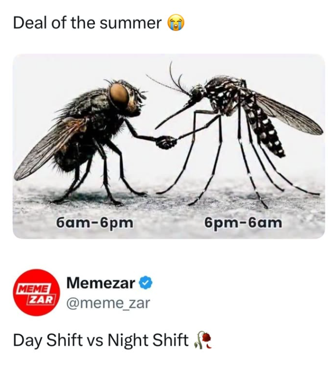 Deal of the summer 6am-6pm 6pm-6am MEME Memezar ZAR @meme_zar Day Shift vs Night Shift