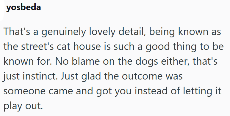 yosbeda That's a genuinely lovely detail, being known as the street's cat house is such a good thing to be known for. No blame on the dogs either, that's just instinct. Just glad the outcome was someone came and got you instead of letting it play out.
