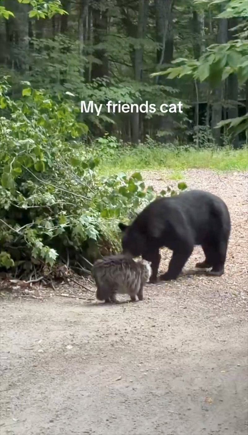 My friends cat